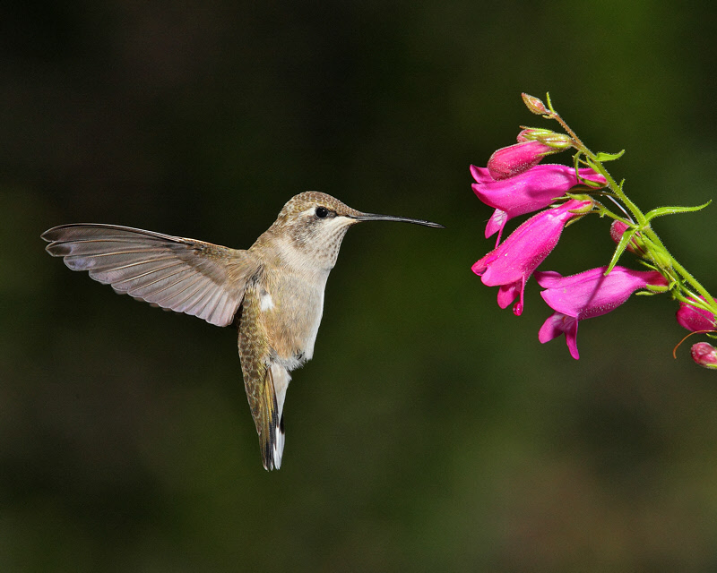 Broad-tailed Hummingbird (Female) (9504)