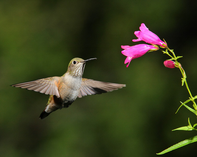 Broad-tailed Hummingbird (Female) (9933)