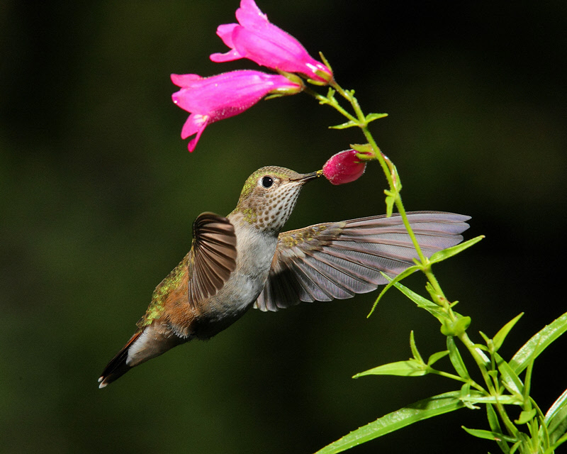 Broad-tailed Hummingbird (Female) (9961)