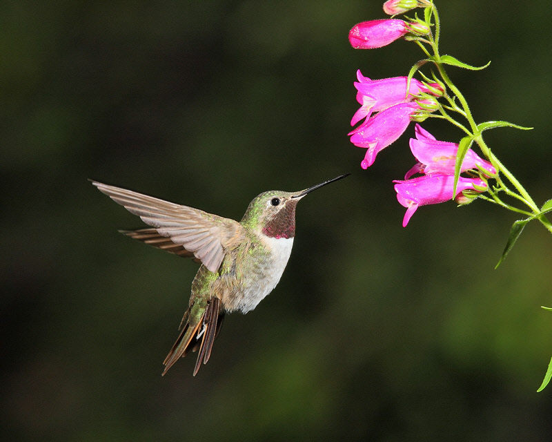 Broad-tailed Hummingbird (Male) (9400)