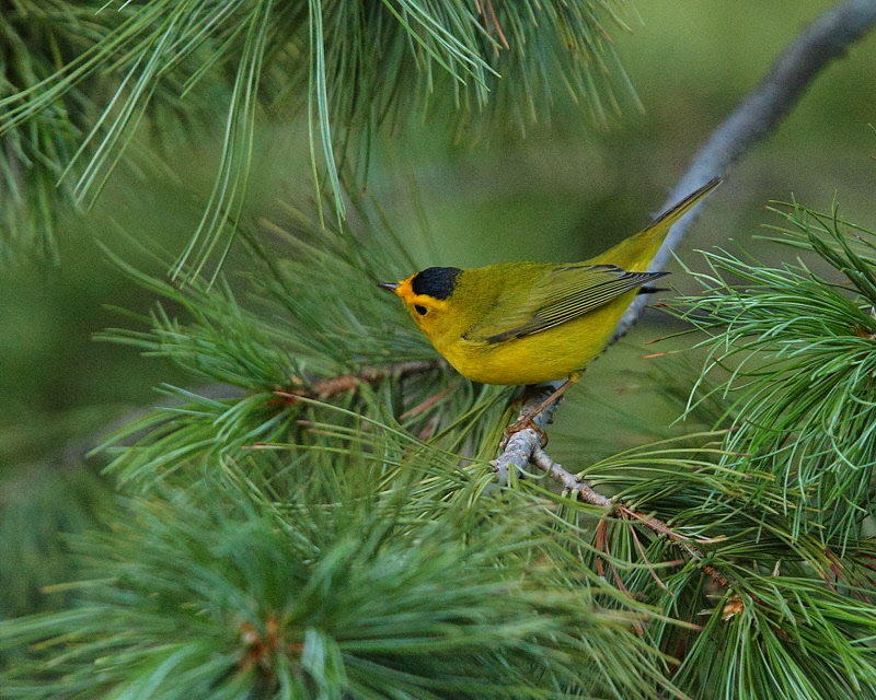 Wilson's Warbler (Male) (9899)