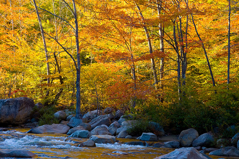 Trees and river