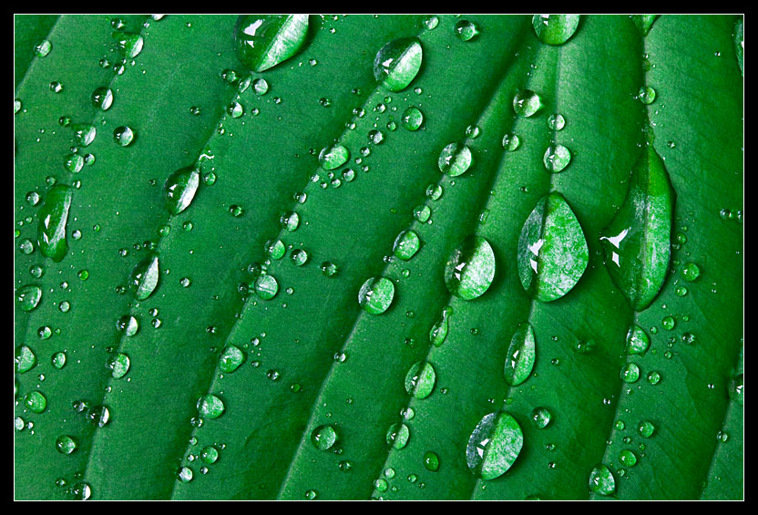 Water droplets