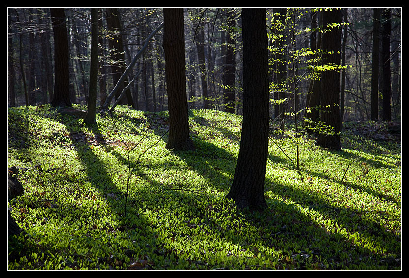 Spring forest