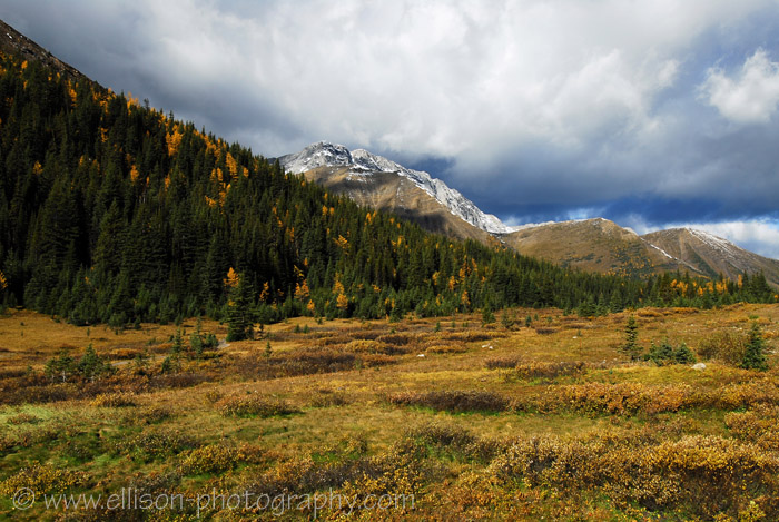 Autumn colours at Highwood Pass