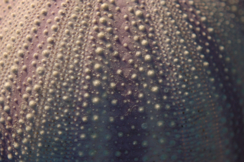Oct 25 Sea Urchin (Chinese: ocean gallbladder)