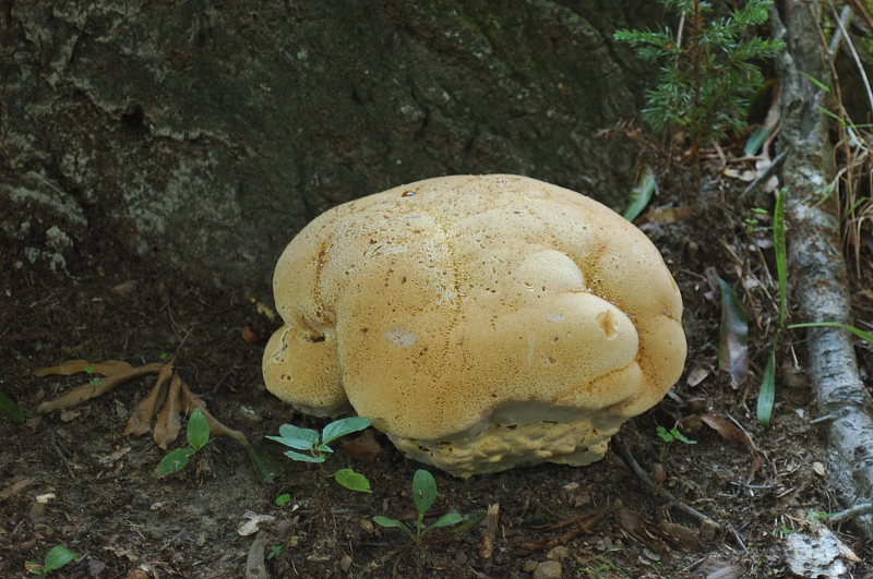 Mushroom or Bread?