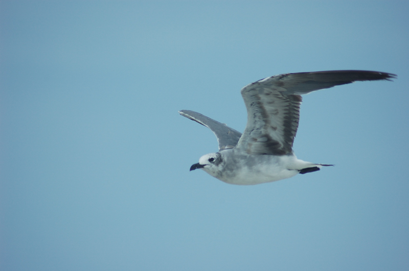 Gull.. (no buoys)