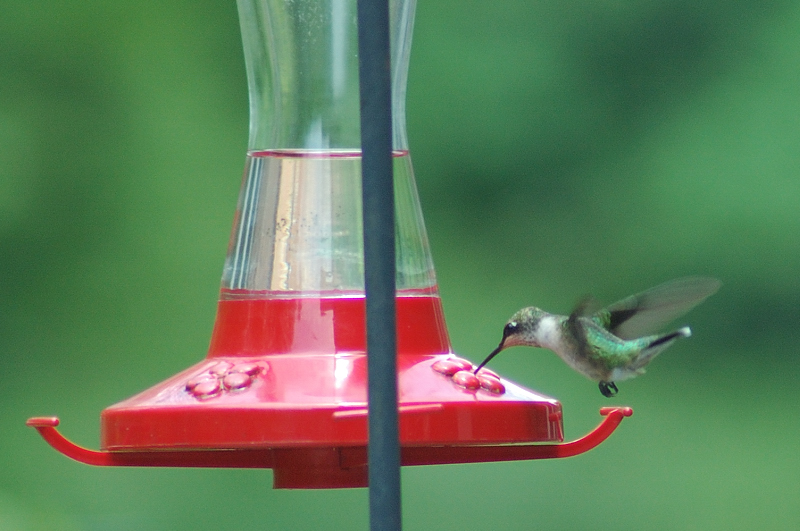 Female hummer