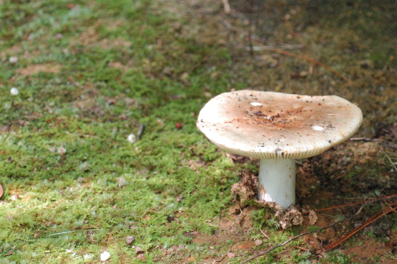 Toadstool