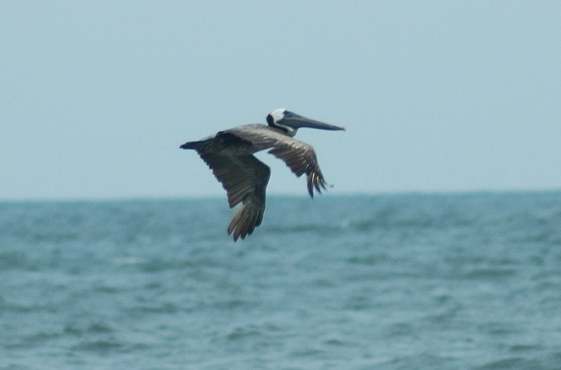Pelican