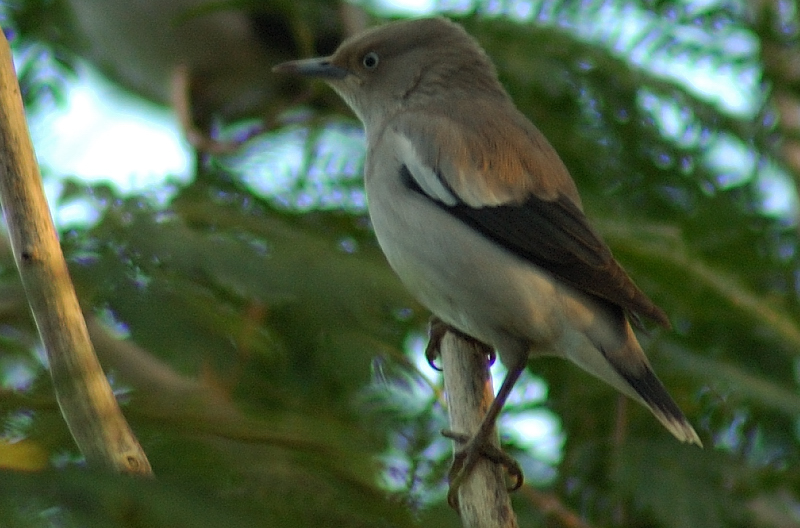 Nov 5  Chinese Starling