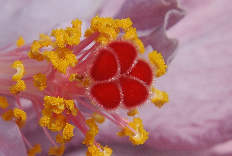 Nov 6  Chinese Hibiscus pistil and stamen