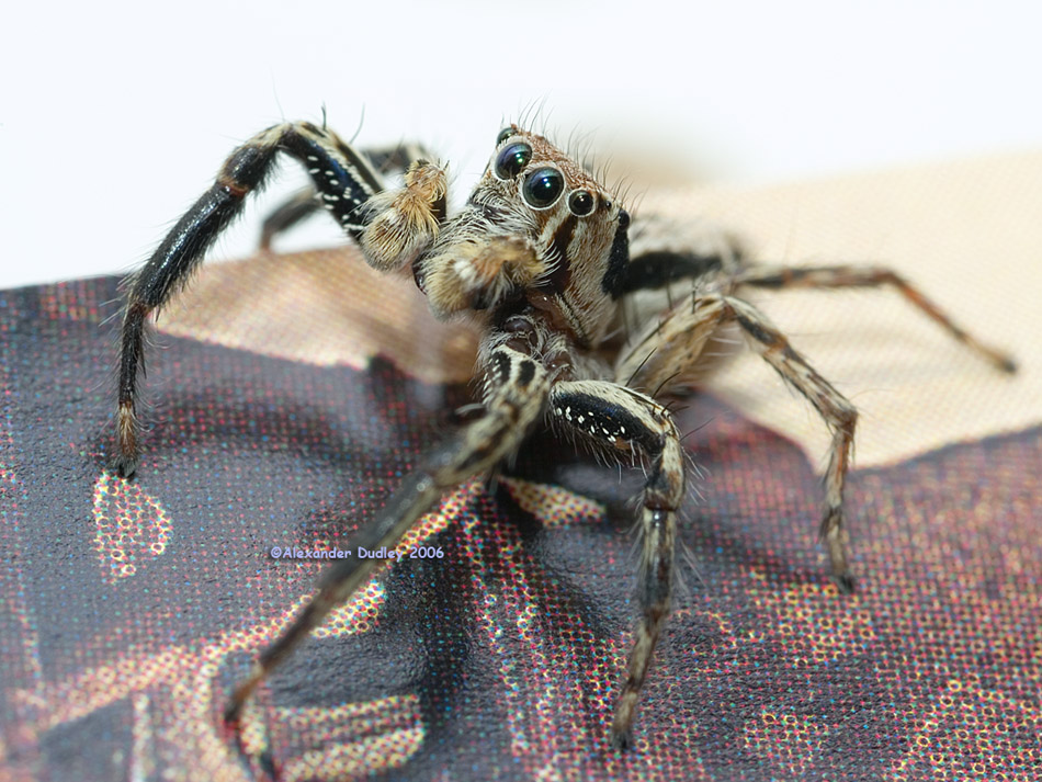Jumping Spider, Salticidae