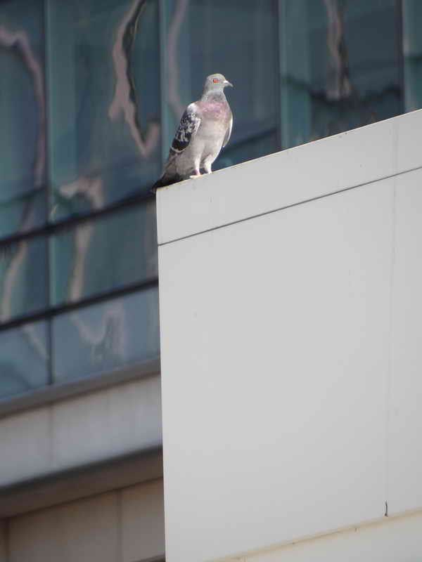 Pigeon de bibliotheque 