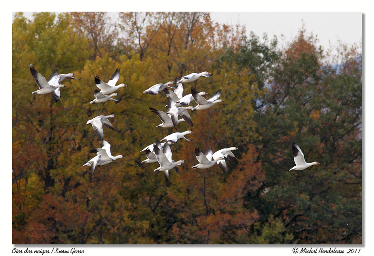 Oies des neiges <br> Snow Geese