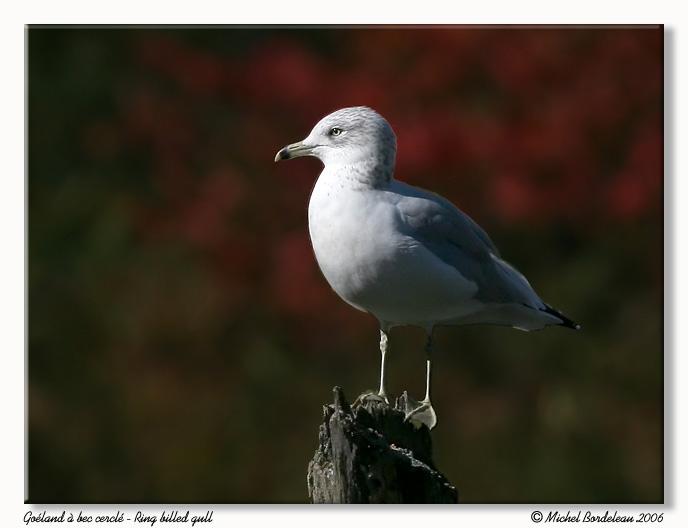 Goland  bec cercl - Ring billed gull