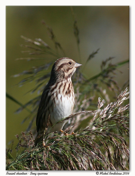 Bruant chanteur<br/>Song sparrow