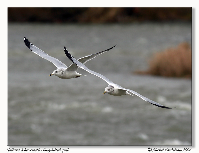 Goland  bec cercl - Ring billed gull