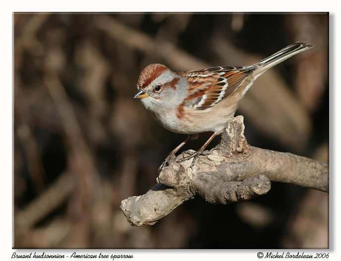 Bruant hudsonnien - American tree sparrow