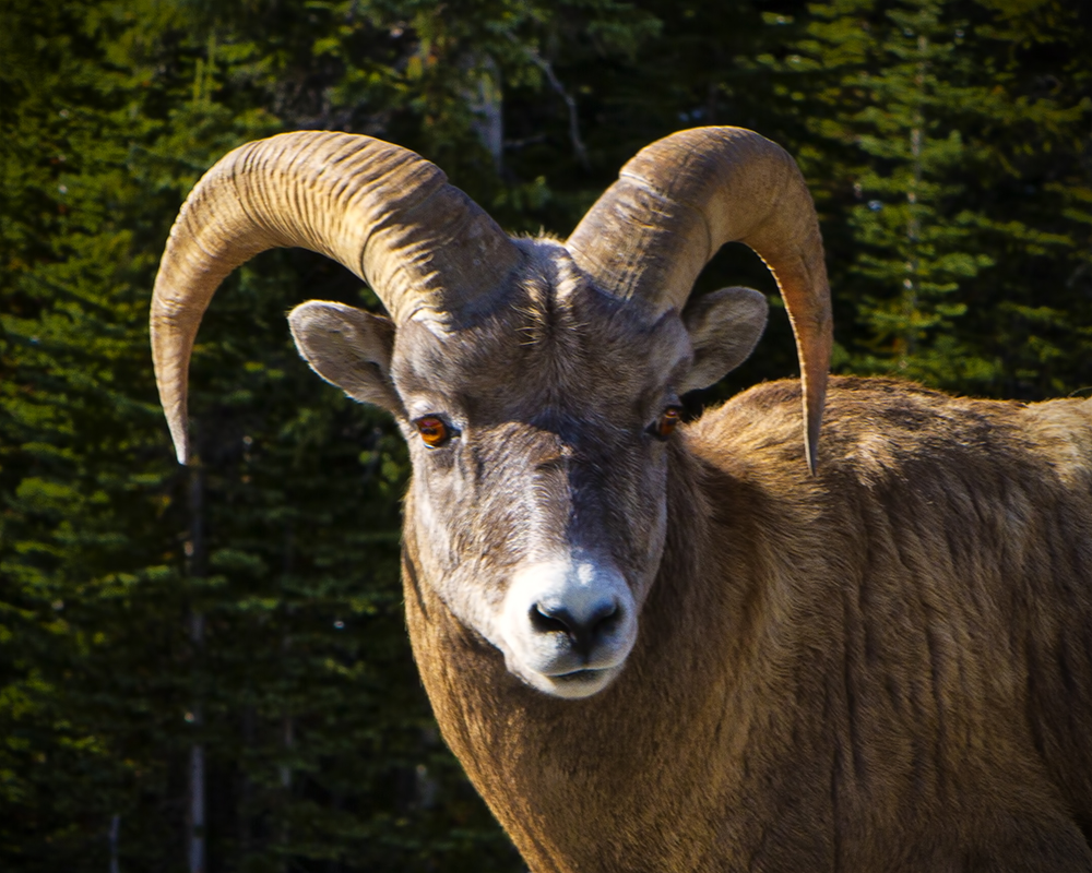 Big Horn Mountain Sheep