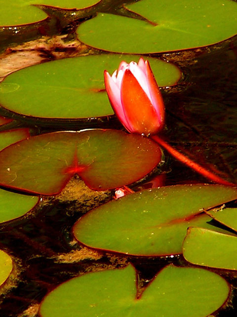 Waterlily 2.jpg