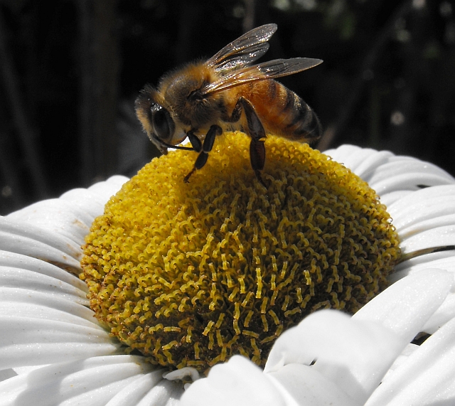 october honey bee