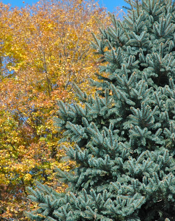 blue (spruce) and orange_0001