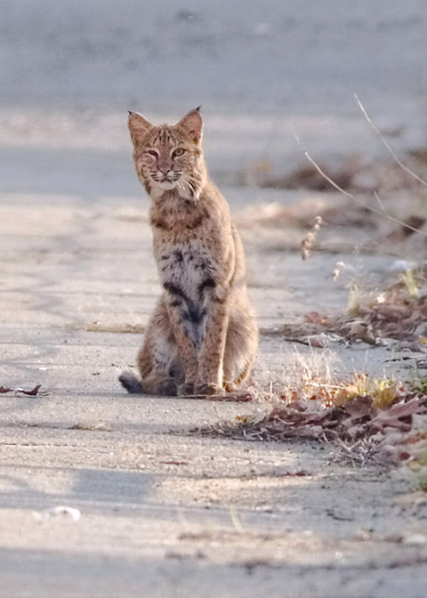 Bobcat #2
