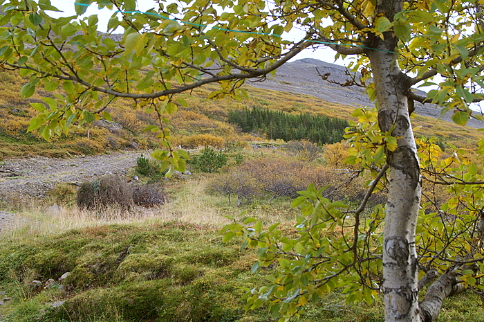 tsni af Skgarkots balanum