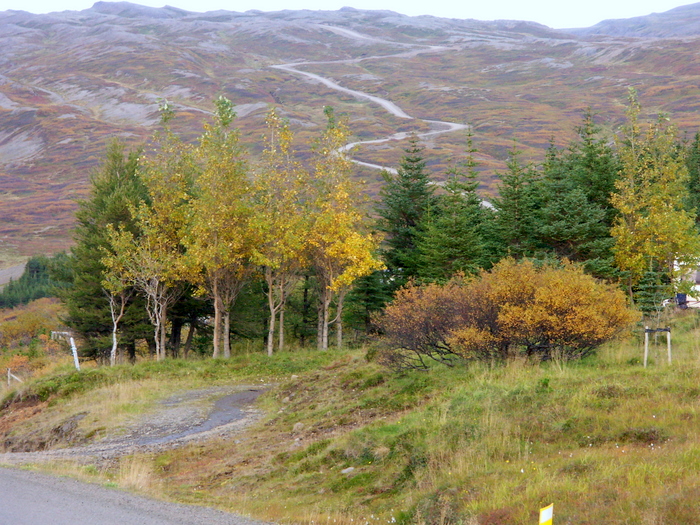 Heimreiinn  Skga heillar margan sauinn