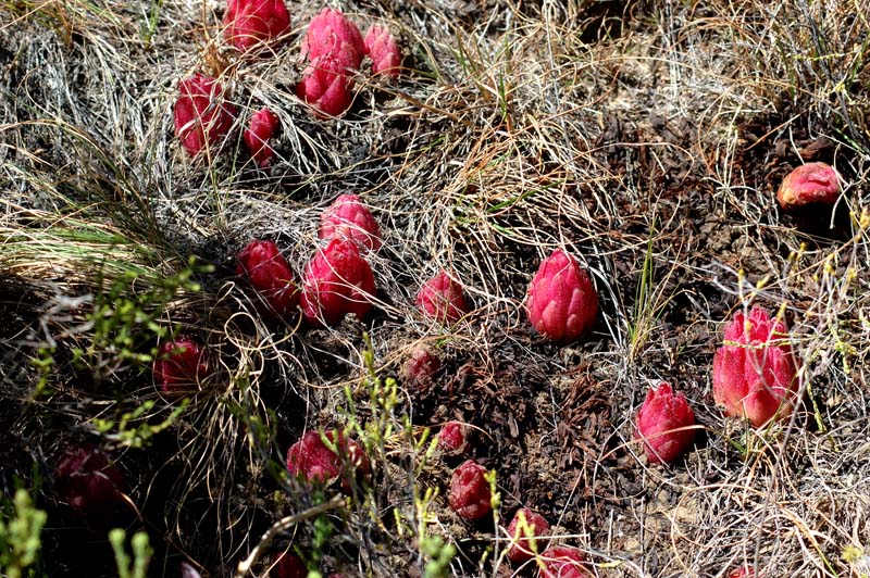 Hyobanche Sanguinea on Moolmanshoek