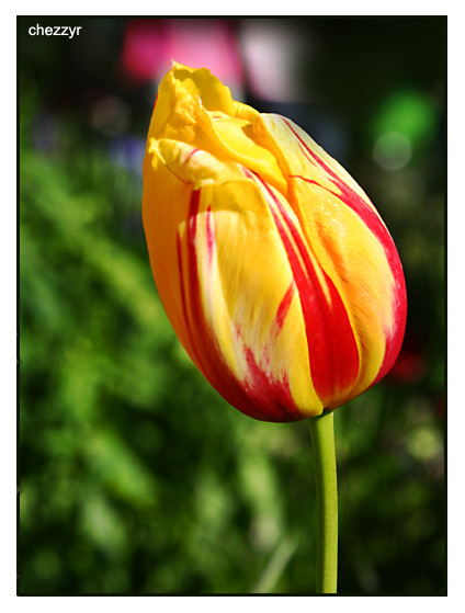 yellow and red tulip