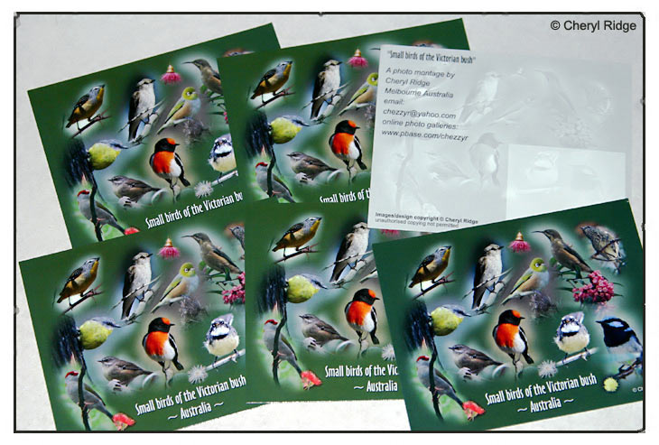 postcard design - small birds montage by Cheryl Ridge