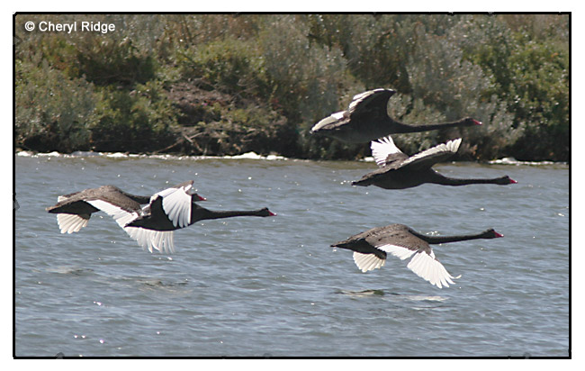 4245 - Black Swan - Werribee