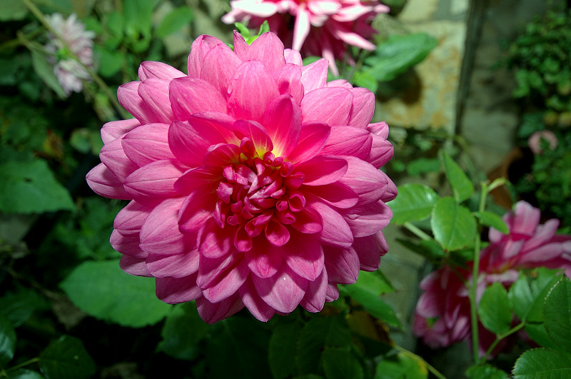 CHRYSANTHEMUM   DELTA ...