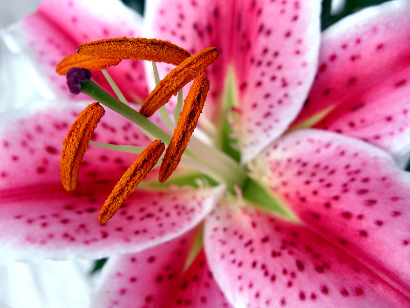 LILIUM   AURATUM ...