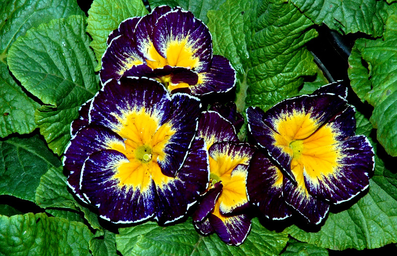 GLOXINIA    SINNINGIA  ...