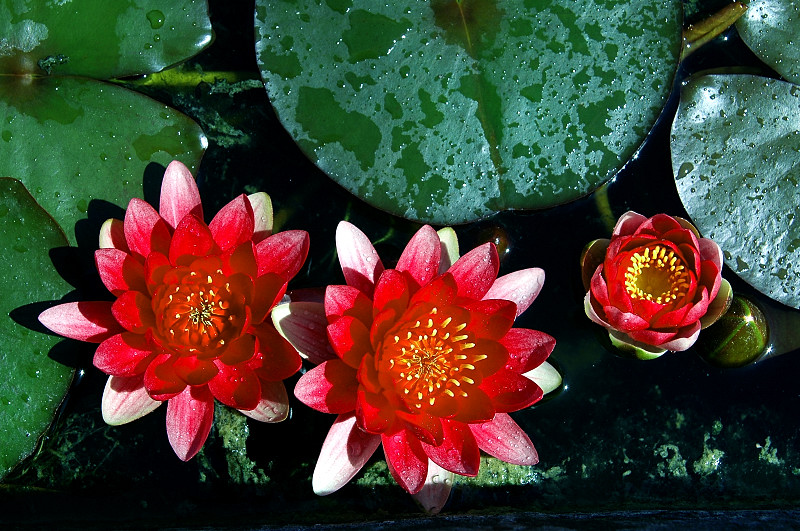 WATER    LILIES  ...
