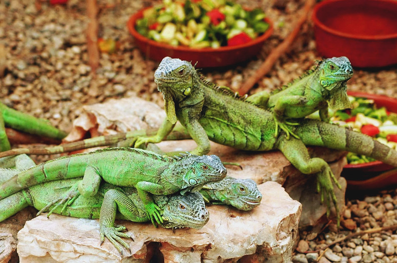 Iguanas ...