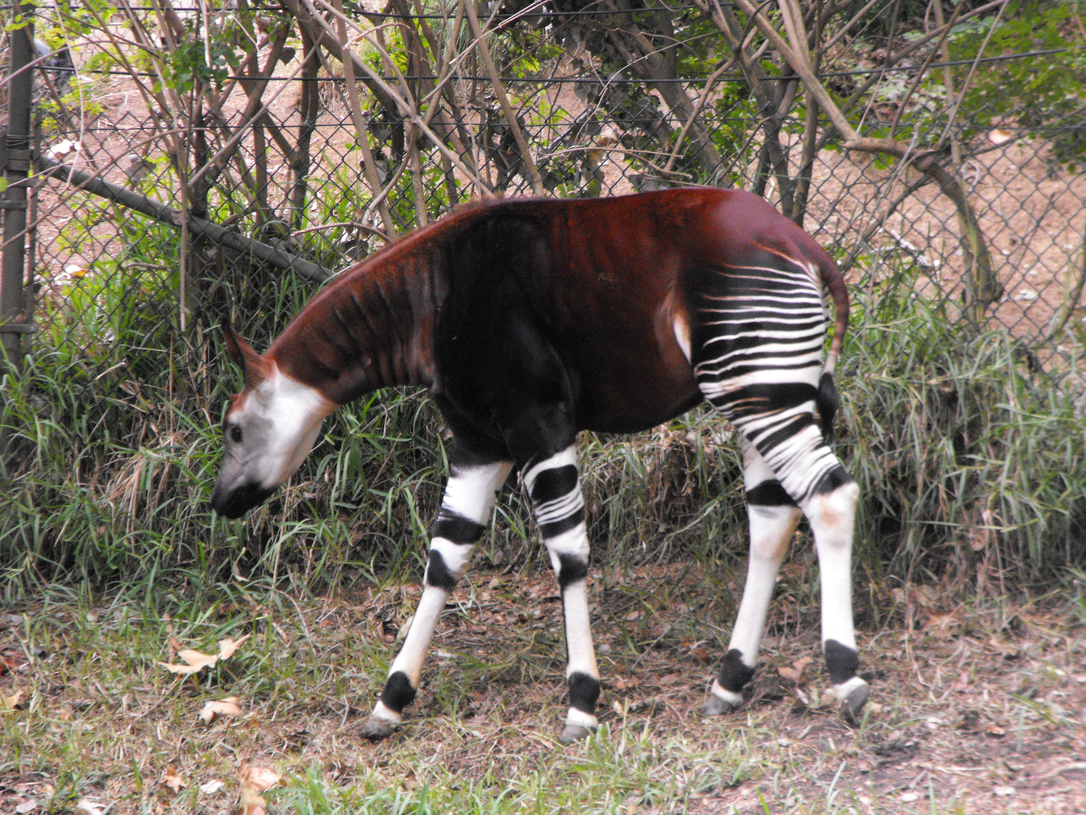 Okapi