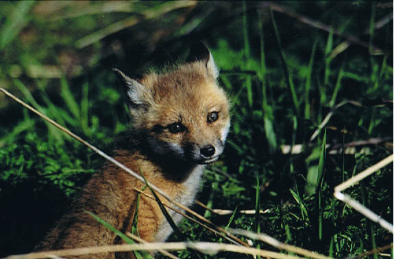 RenardRoux0002.jpg
