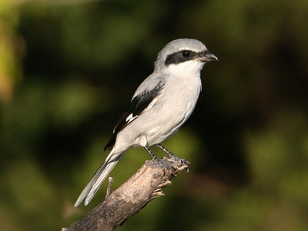 shrike2838pb.jpg