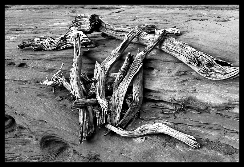 drift wood in the sand 029.jpg