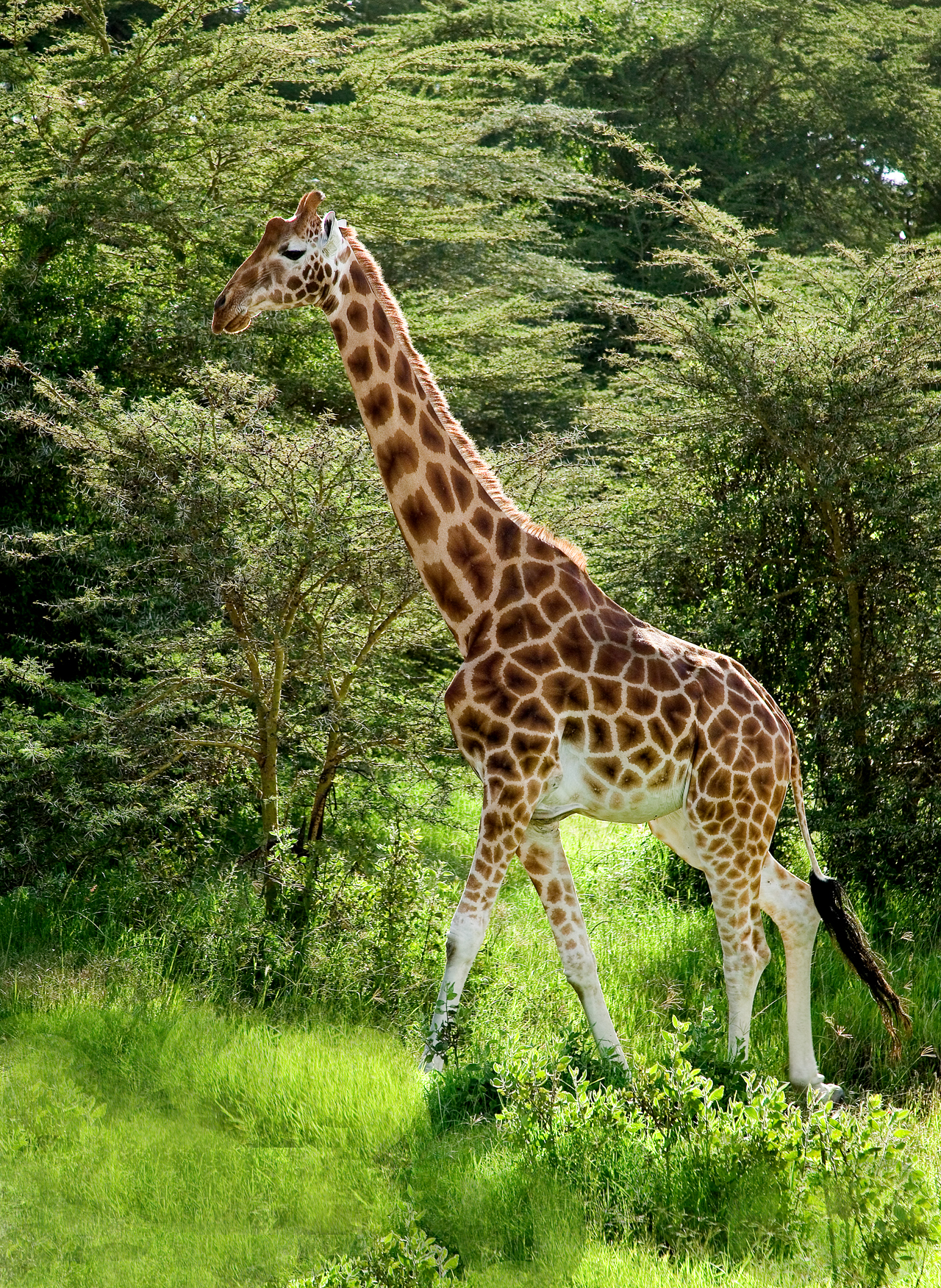 Rothschilds giraffe