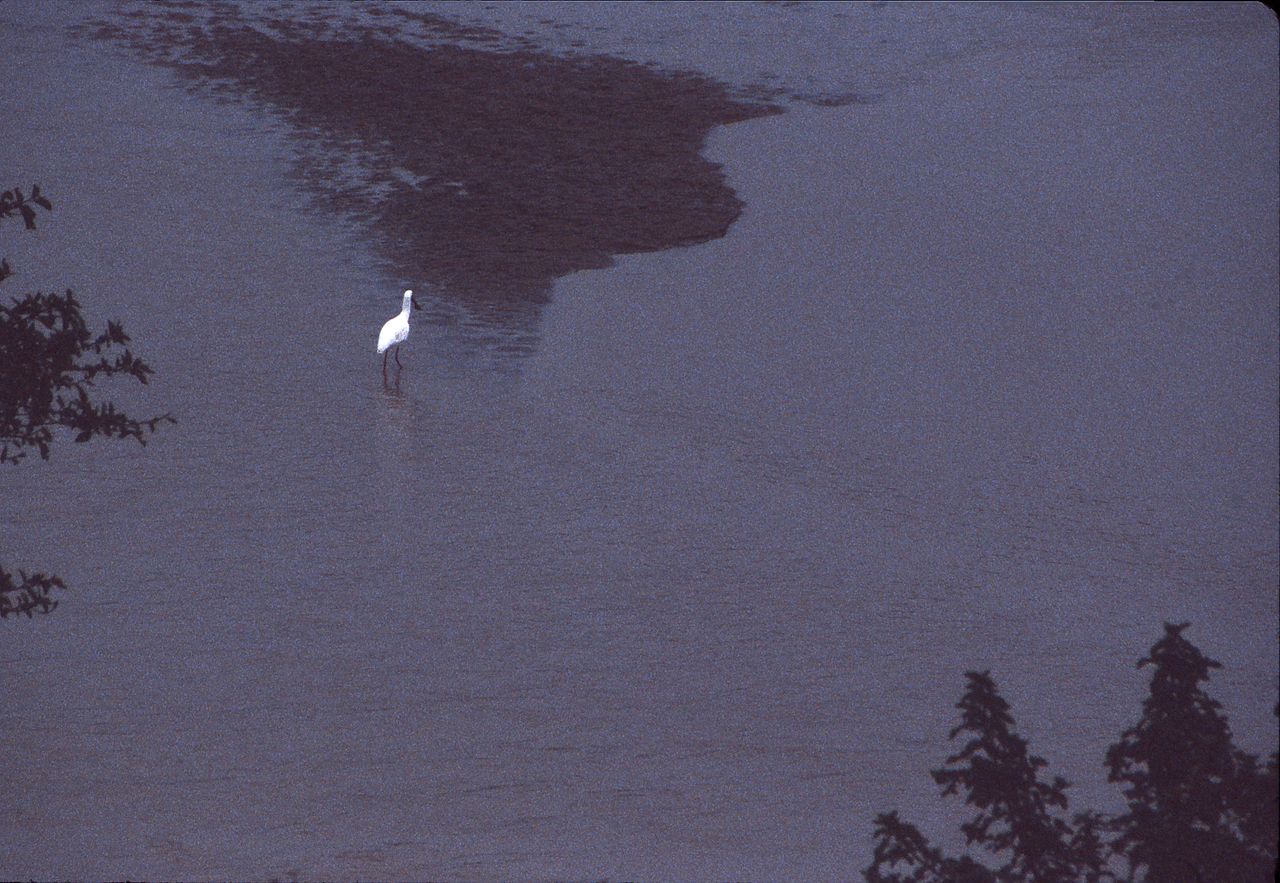 African spoonbill