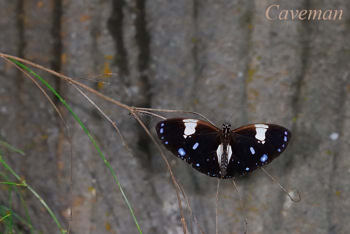 Euploea radamanthus radamanthus (Magpie Crow)