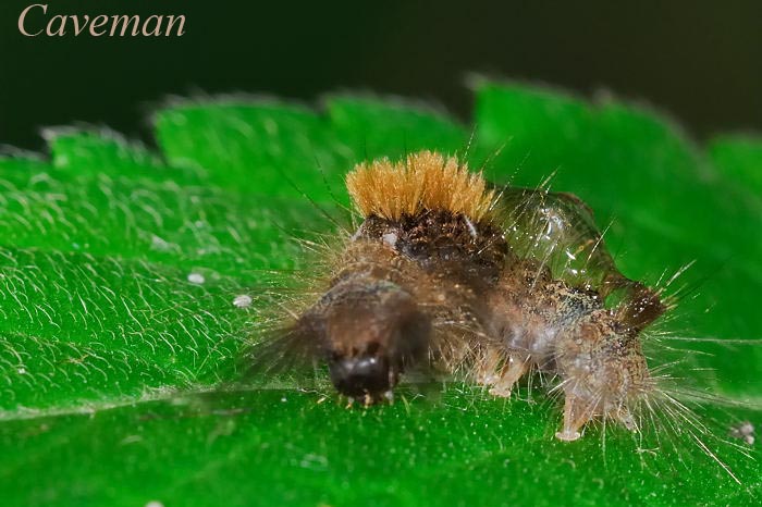moth
