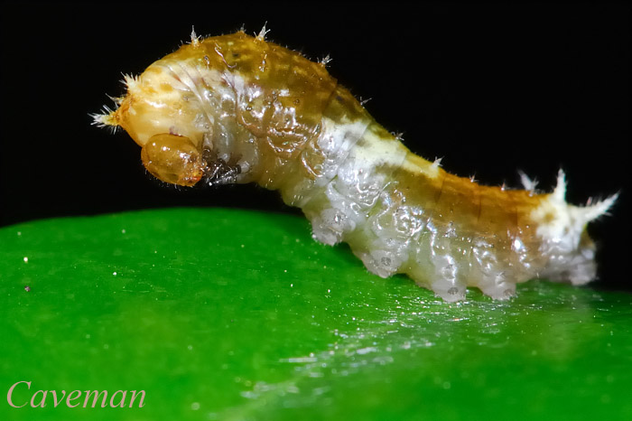 Caterpillar - Papilio demoleus malayanus (Lime Butterfly)
