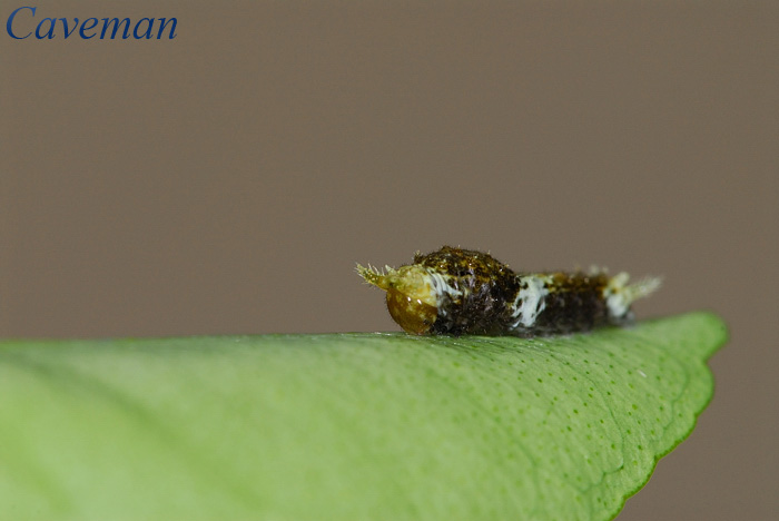 Caterpillar (Great Mormon)